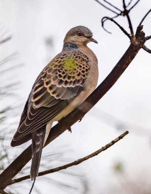 Ormandaki bir ağaç dalı kaplumbağa kumru (Streptopelia turtur) s. Rusya, Sibirya, Novosibirsk bölgesi.