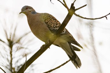 Ormandaki bir ağaç dalı kaplumbağa kumru (Streptopelia turtur) s. Rusya, Sibirya, Novosibirsk bölgesi.