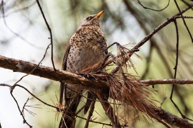 Fieldfare bir çam dal. Rusya, Sibirya, Novosibirsk bölgesi.