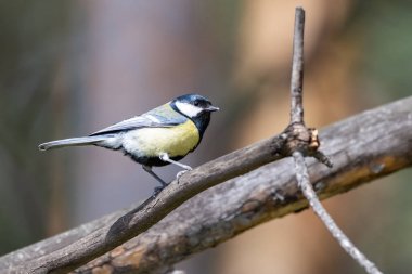 Mavi baştankara dal. Yakın çekim. Sibirya, Novosibirsk Region, Rusya Federasyonu.