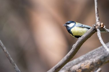 Mavi baştankara dal. Yakın çekim. Sibirya, Novosibirsk Region, Rusya Federasyonu.