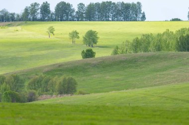 Yaz manzarası. Huş ağacıyla tarla. Doğal arka plan.
