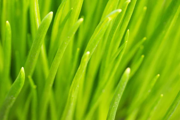 Spring Grass Sun Light Defocused Green Background Blurred Green Natural — Stock Photo, Image