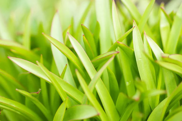 Frühlingsgras Sonnenlicht Und Defokussierter Grüner Hintergrund Verschwommener Grüner Natürlicher Hintergrund — Stockfoto