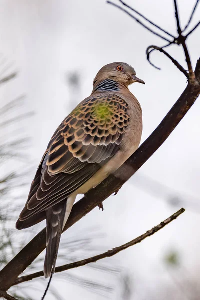Ormandaki bir ağaç dalı kaplumbağa kumru (Streptopelia turtur) s. Rusya, Sibirya, Novosibirsk bölgesi.