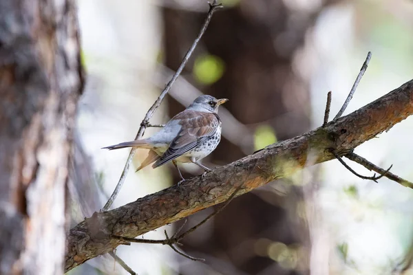 Fieldfare Bir Çam Dal Rusya Sibirya Novosibirsk Bölgesi — Stok fotoğraf