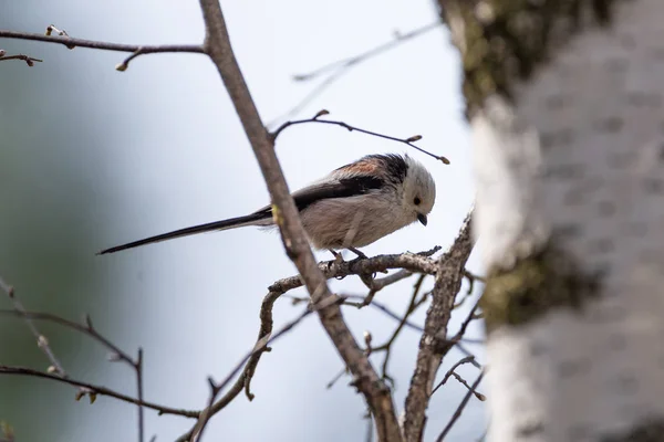 Uzun Kuyruklu Baştankara Kuş Vahşi Doğada — Stok fotoğraf