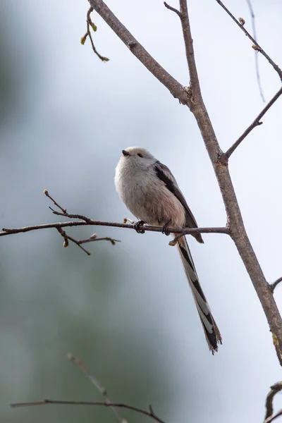 エナガ シジュウカラ鳥の野生の — ストック写真