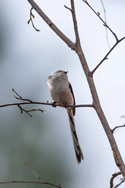 エナガ シジュウカラ鳥の野生の — ストック写真