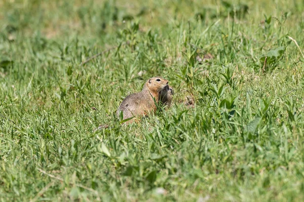 One Gopher Covering His Eyes Caressing Another Low Green Grass — Stock Photo, Image
