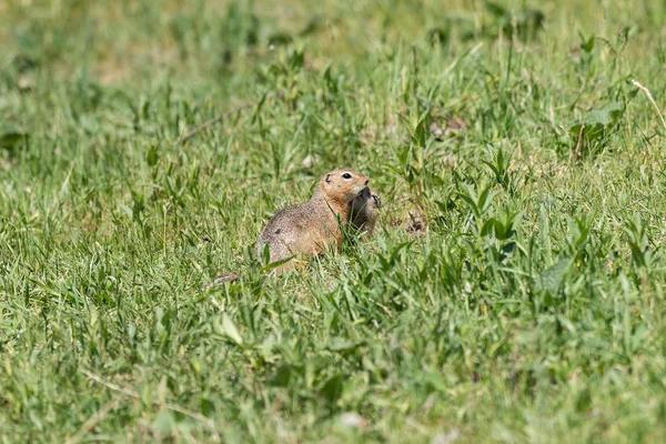 Gopher Está Cubriendo Sus Ojos Acariciando Otro Hierba Verde Baja — Foto de Stock