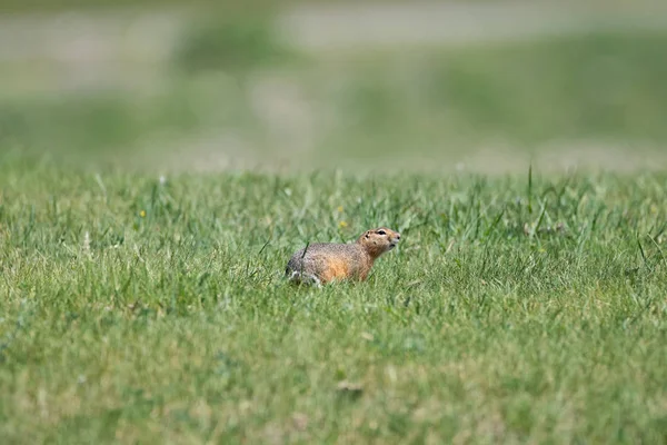 Gopher Senta Uma Grama Verde Baixa Dia Claro Ensolarado Vida — Fotografia de Stock