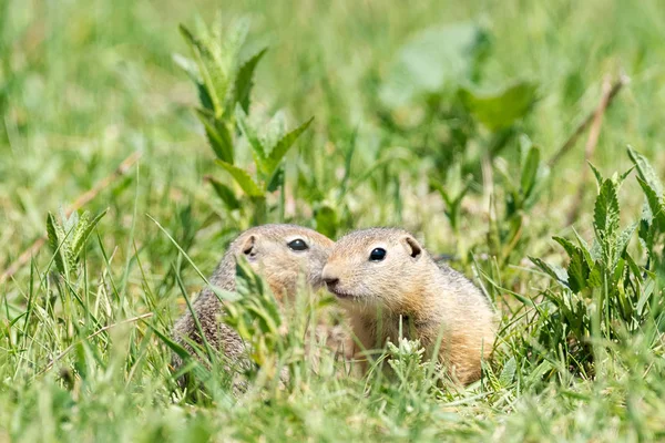 Dois Gophers Sentar Lado Lado Olha Para Outro Grama Verde — Fotografia de Stock