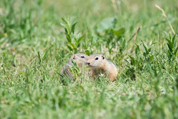 Dois Gophers Sentar Lado Lado Olha Para Outro Grama Verde — Fotografia de Stock