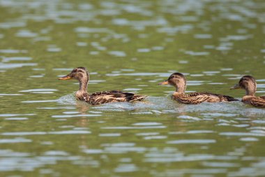 Çıkrıkçın (Anas querquedula), ördek ailesi bir kuş. Kadın nehrin Rusya, Novosibirsk Region, Razdelnaya Nehri kıyısında yüzme. Sibirya vahşi doğa.