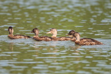 Çıkrıkçın (Anas querquedula), ördek ailesi bir kuş. Kadın nehrin Rusya, Novosibirsk Region, Razdelnaya Nehri kıyısında yüzme. Sibirya vahşi doğa.