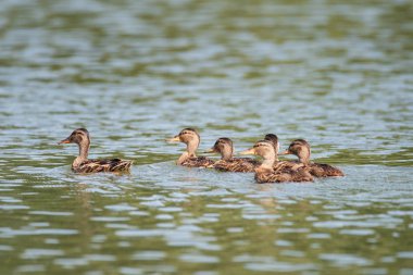 Çıkrıkçın (Anas querquedula), ördek ailesi bir kuş. Kadın nehrin Rusya, Novosibirsk Region, Razdelnaya Nehri kıyısında yüzme. Sibirya vahşi doğa.