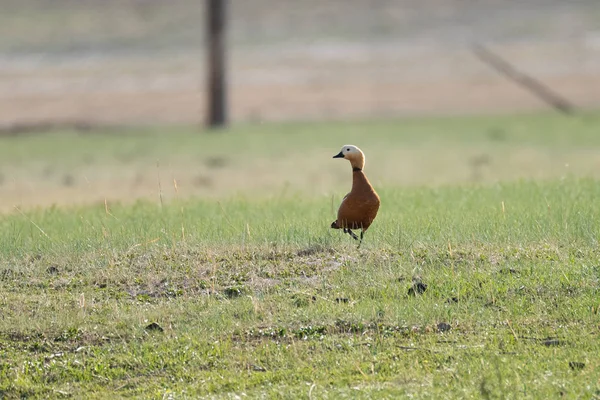 사이의 Shelduck 스탠드 — 스톡 사진