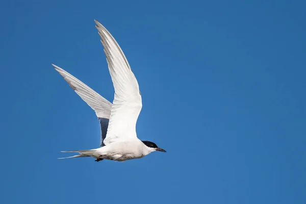 Black Throated Tern Voo Céu Azul Com Asas Abertas Filmado — Fotografia de Stock