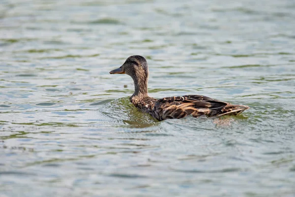 Garganey Anas Querquedula Pássaro Família Dos Patos Fêmeas Nadam Longo — Fotografia de Stock