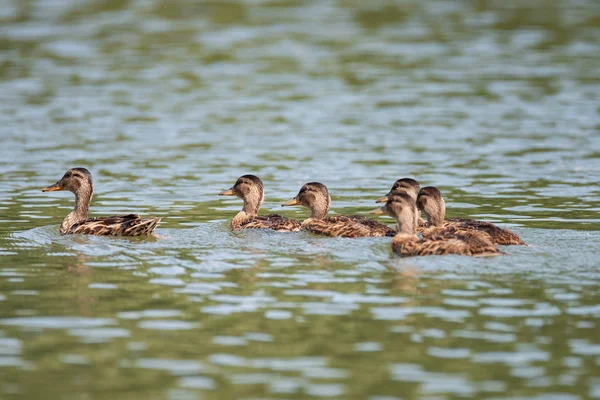 Garganey Anas Querquedula Pássaro Família Dos Patos Fêmeas Nadam Longo — Fotografia de Stock