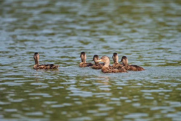 Garganey Anas Querquedula Ave Familia Los Patos Las Hembras Nadan —  Fotos de Stock