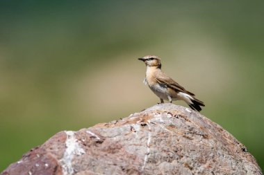 Tam büyüme, yakın odak bir taş üzerinde kuyrukkakan (lat. Oenantne Isabelina) standları.
