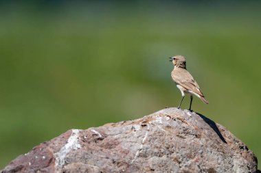 Tam büyüme, yakın odak bir taş üzerinde kuyrukkakan (lat. Oenantne Isabelina) standları.
