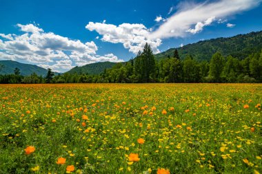 Yaz parlak turuncu yatay, dağlar ve parlak mavi gökyüzü bulutlu bir arka plan Trollius asiaticus çiçekler. Altay, Rusya'nın doğa.
