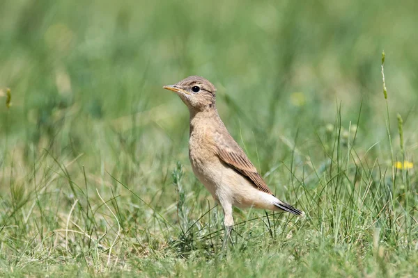 Wheatear Lat Oenantne Isabelina Stands Green Grass Profile — Stock Photo, Image