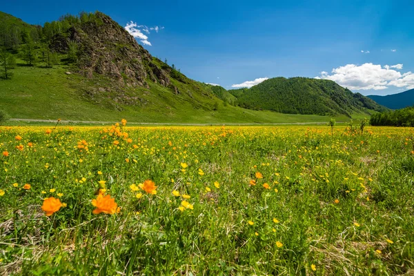 Paisagem Verão Com Flores Alaranjadas Brilhantes Trollius Asiaticus Contra Fundo — Fotografia de Stock