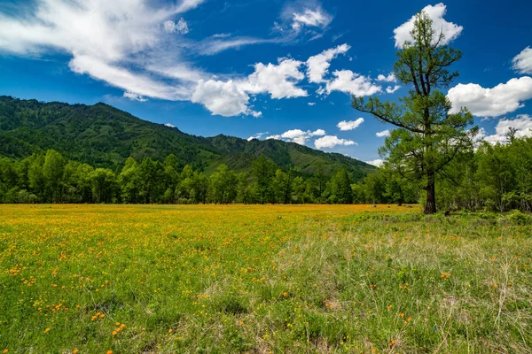 夏季景观与明亮的橙花金莲胭脂的背景山和明亮的蓝天与云 俄罗斯阿尔泰性质 — 图库照片