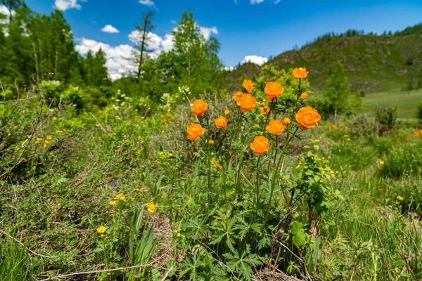 夏季景观与明亮的橙花金莲胭脂的背景山和明亮的蓝天与云 俄罗斯阿尔泰性质 — 图库照片