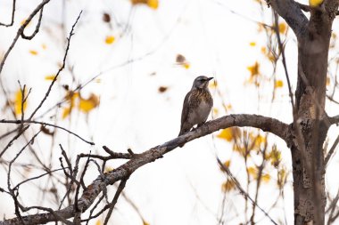 Fieldfare (Turdus pilaris) içinde belgili tanımlık vahşi bir arka plan bulanık yakın çekim üzerinde ağaç dal