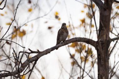 Fieldfare (Turdus pilaris) içinde belgili tanımlık vahşi bir arka plan bulanık yakın çekim üzerinde ağaç dal