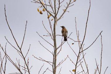 Fieldfare (Turdus pilaris) içinde belgili tanımlık vahşi bir arka plan bulanık yakın çekim üzerinde ağaç dal