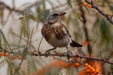 Fieldfare (Turdus pilaris) içinde belgili tanımlık vahşi bir arka plan bulanık yakın çekim üzerinde ağaç dal