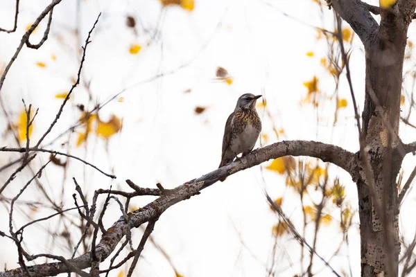 Björktrast Turdus Pilaris Trädgren Vilt Suddig Bakgrund Närbild — Stockfoto