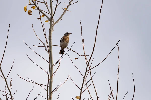 Caminho Turdus Pilaris Galho Árvore Estado Selvagem Fundo Borrado Close — Fotografia de Stock