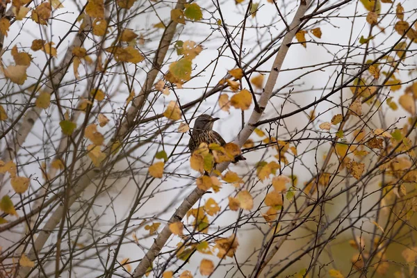 Fieldfare Turdus Pilaris Гілці Дерева Дикій Природі Макро Розмитість Фону — стокове фото