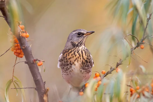 stock image Fieldfare (Turdus pilaris) on a tree branch in the wild on a blurred background close-up