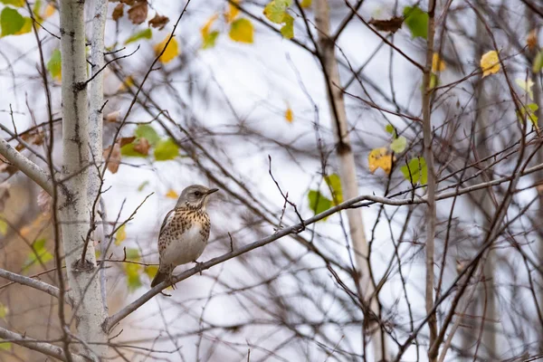 Caminho Turdus Pilaris Galho Árvore Estado Selvagem Fundo Borrado Close — Fotografia de Stock