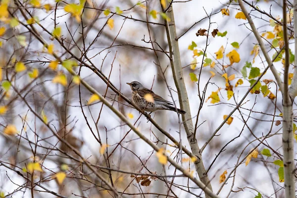 Caminho Turdus Pilaris Galho Árvore Estado Selvagem Fundo Borrado Close — Fotografia de Stock