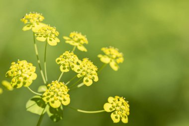 Rezene şemsiye yakın çekim alanında çiçeklenme sırasında