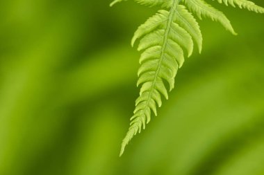 Yeşil fern ormanda yakın doğal ışıkla bırakır