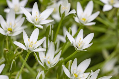 Çiçek çiçek - tükürük otu, yan görünümü, gün ışığında yakın çekim.