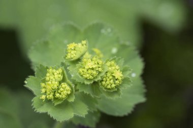 Closeup of Mantle flowers (Alchemilla mollis) in water drops after rain. Lady's-mantle - perennial garden ornamental plant. Selective focus. clipart