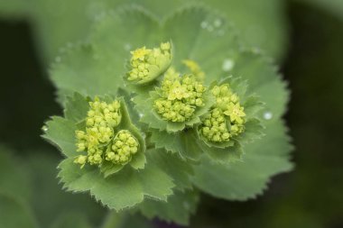 Manto portre çiçekler (Alchemilla mollis) su damla yağmur sonrası. Bayan Manto - bahçe süs bitki. Seçici odak.