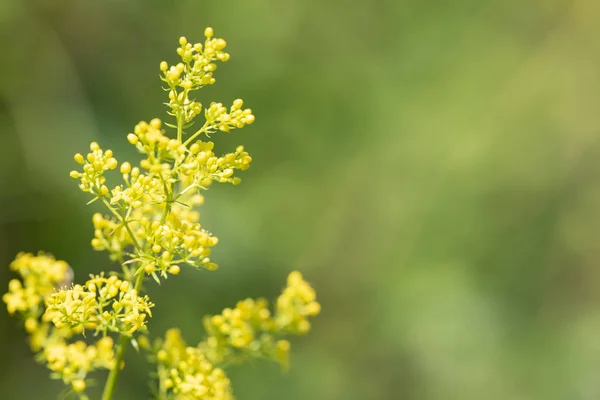 Galium Verum Trvalých Léčivých Rostlin Detail Květenství — Stock fotografie