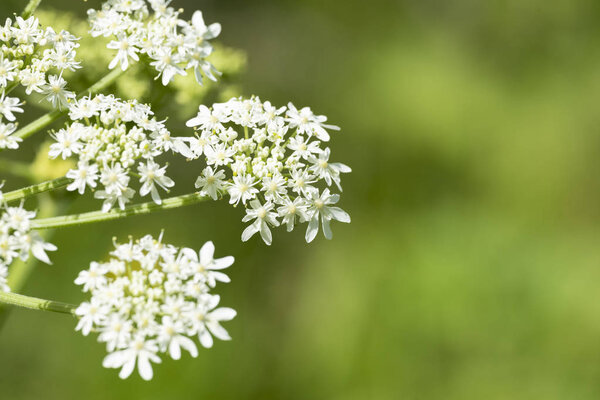 Flowers of the plant Heracleum sphondylium close-up during flowering in the wild